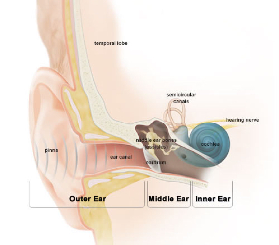 How Hearing Works